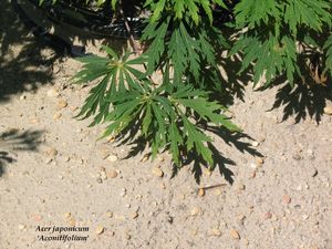 Acer japonicum (Full Moon Maple)