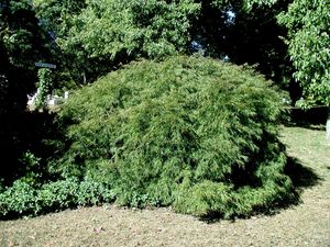 Acer palmatum v. dissectum (Japanese Cut-Leaf Maple)