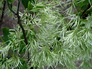 Chionanthus virginicus (White Fringe Tree)