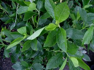Clethra alnifolia (Summersweet)