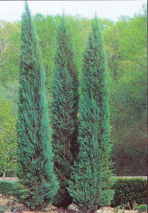 Juniperus scopulorum (Juniper)