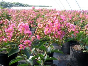 Lagerstroemia indica (Crapemyrtle)