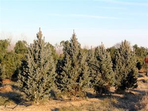 Picea pungens (Blue Spruce)