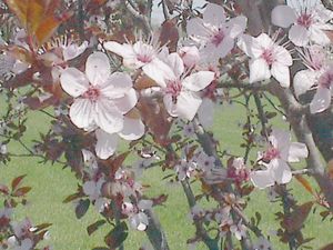 Prunus cerasifera (Cherry Plum)