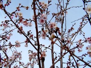 Prunus subhirtella (Cherry)