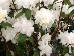 Rhododendron catawbiense (Rhododendron)