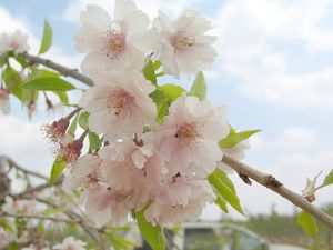 Prunus subhirtella (Weeping Cherry)