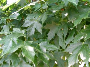 Acer saccharum (Sugar Maple)