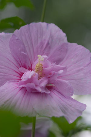 Hibiscus syriacus ('Notwoodone') (Rose of Sharon)