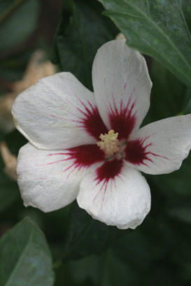Hibiscus syriacus ('Antong Two') (Rose of Sharon)