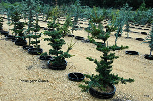 Pinus parvifolia (Japanese White Pine)