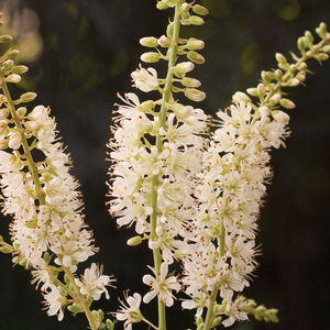Clethra alnifolia ('Caleb' USPPAF) (Summersweet)