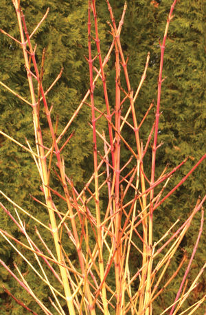 Cornus sanguina (Dogwood)
