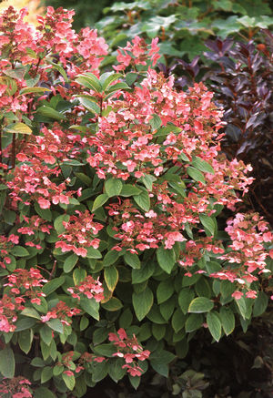 Hydrangea paniculata ('Bulk') (Hydrangea)