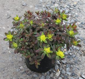 Euphorbia polychroma (Cushion Spurge)