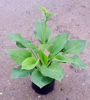 Hosta (Plantain Lily)