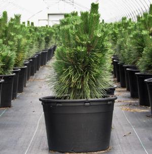 Pinus thunbergii ()