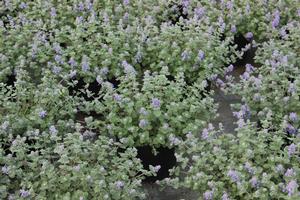 Nepeta (Early- Blooming Catmint)