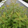 Hypericum frondosum 'Sungold'