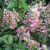 Hydrangea paniculata ('DVP Pinky') 'Pinky Winky®'