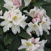 Rhododendron catawbiense 'Choinoides'