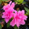 Azalea Hybrid Encore® 'Autumn Carnation™'