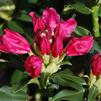 Rhododendron x 'Nova Zembla'