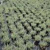 Thymus vulgaris 'Silver Edge'