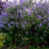 Vitex angustifolia 'Abbeville Blue'