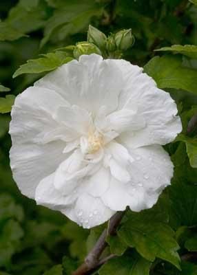 Hibiscus syriacus ('Notwoodtwo') (Rose of Sharon)