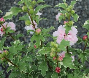 Hibiscus syriacus (Rose of Sharon)