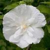 Hibiscus syriacus ('Notwoodtwo') 'White Chiffon ™'