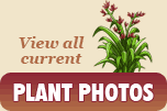 View all current plant photos